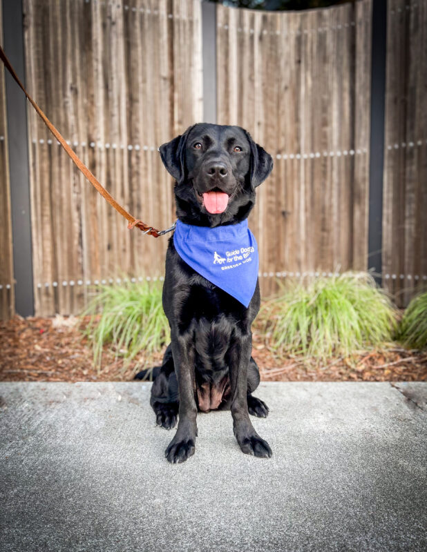 Francine sits on a pathway in front of a wooden fence wearing her blue breeder scarf and a big smile.