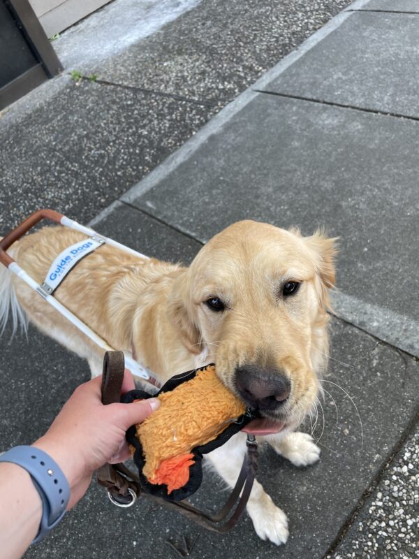 Gerard plays with his favorite orange soft toy in harness after a route. His tongue is slightly hanging out with the toy in his mouth as his handler holds it.