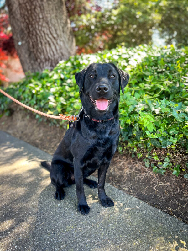 Hallmark sits on a shady path in front of greenery on campus smiling big at the camera.