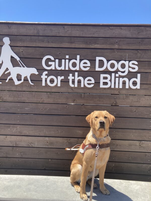 Hastings sits facing the camera in harness. Behind him is a wooden sign with “guide dogs for the blind” written in large white lettering.