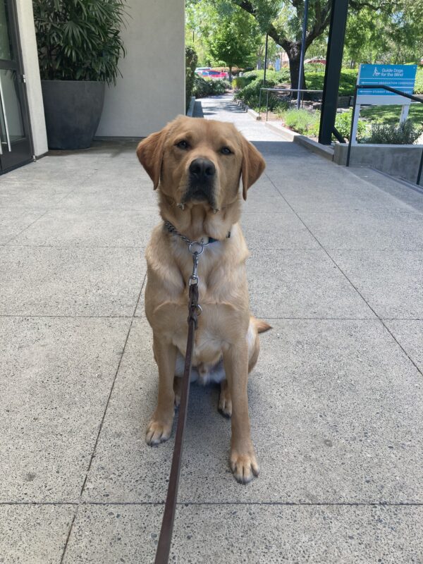 Hastings sits with a focused look on his face directly at the camera. There are green trees and a guide dogs sign off in the distance behind him.