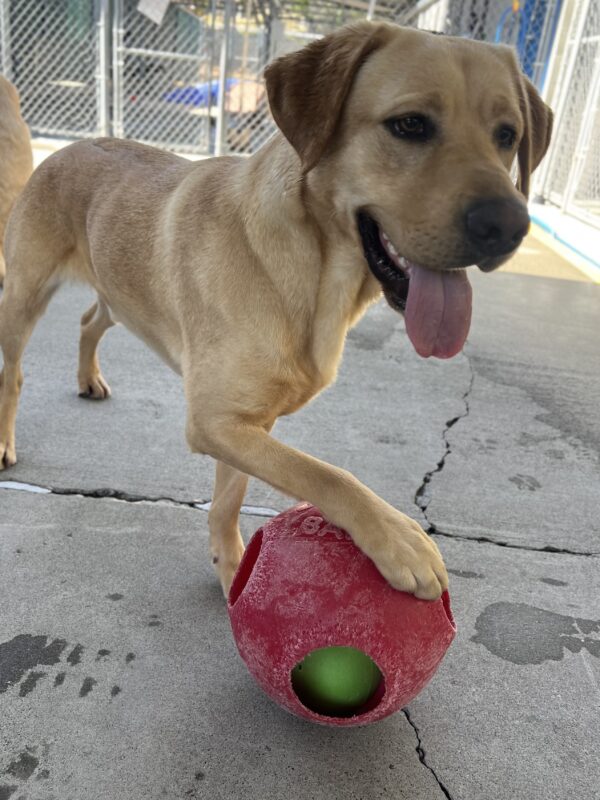 Huey is looking off to the right of the camera while standing up. He is placing on of his paws on a bright red Jolly Ball.