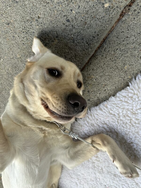 A close up of Barley, a yellow lab showing off her silly side by laying on her back smiling at the camera. She has one leg on the fleece she is laying on and other reaching toward the camera. Her ears are flipped up beneath her.