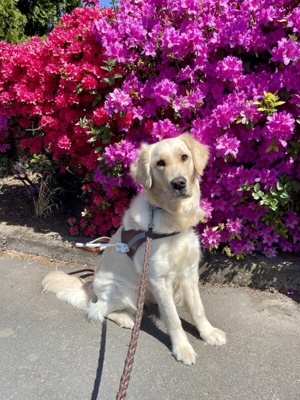 Strawberry sits in front of some magenta and bright red flowering bushes. She is wearing a guide dog harness and looking at the camera.