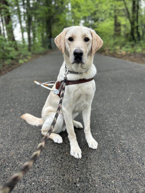 Yellow lab Franz proudly sits in his guide dog harness on a paved trail. The Oregon forest can be seen behind him. He has a serious, but soft face as he lovingly stares into the camera.