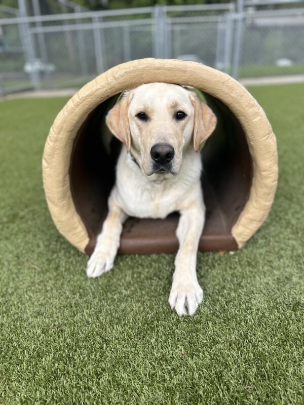 Yellow lab Franz lies in a hollow faux log within a grassy area. His serious face does not reflect the fun he had running around the yard just prior to the photo!