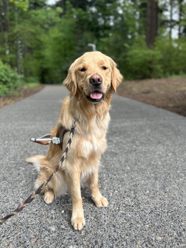 Lego, a handsome male golden retriever sits on a paved path while wearing his guide dog harness. The Oregon forest can be seen in the background. He has a soft, happy look to his face as he looks to the camera.