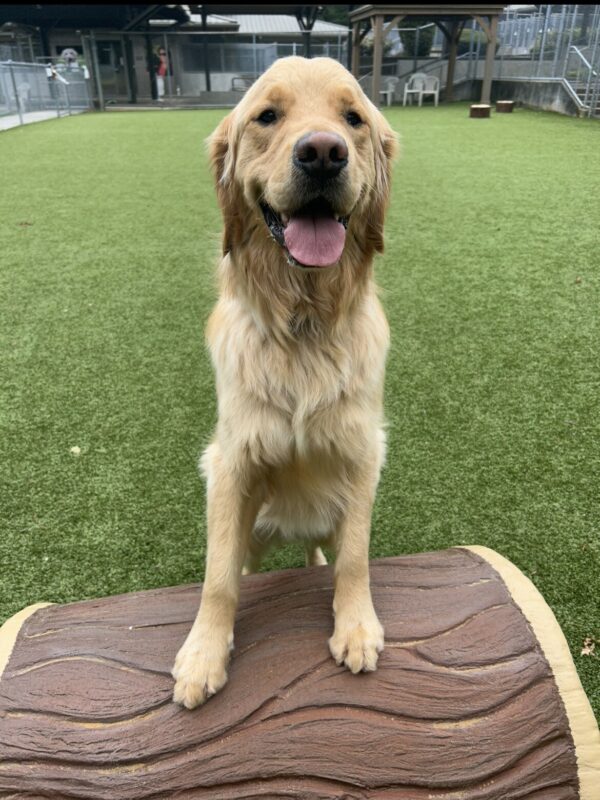 Male golden retriever Lego rests his fronts paws atop a faux log within a grassy area. He has a happy look on his pace as he pants and looks to the camera.