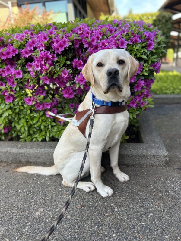 Yellow lab Andor sits in his guide dog harness in front of a hedge with purpley-pink flowers. He has a professional, but warm look to his face.
