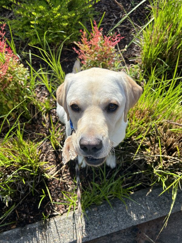 Yellow lab Andor sits in a landscaped area with various foliage while holding his trusty bone.