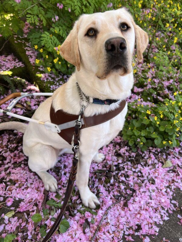 Yellow lab, Jenna, is sitting on a sidewalk covered in pink flower petals. She is wearing her GDB harness.