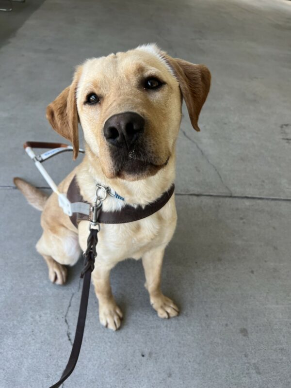 Jericho is sitting in the kennel hallway. He is wearing his guide dog harness and looking toward the camera.