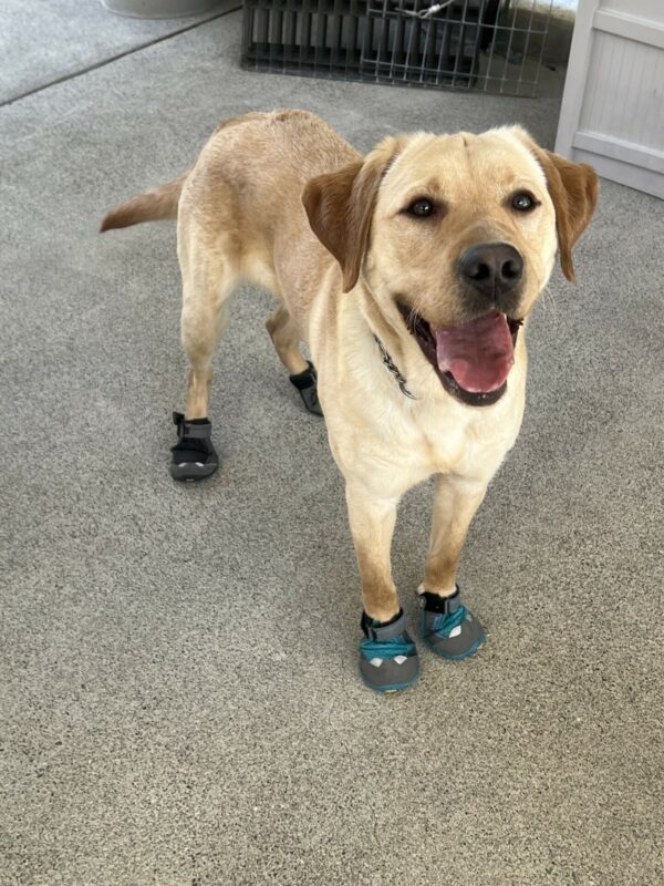 Jericho is standing in the community run area, he is wearing all four booties and looking up towards the camera.