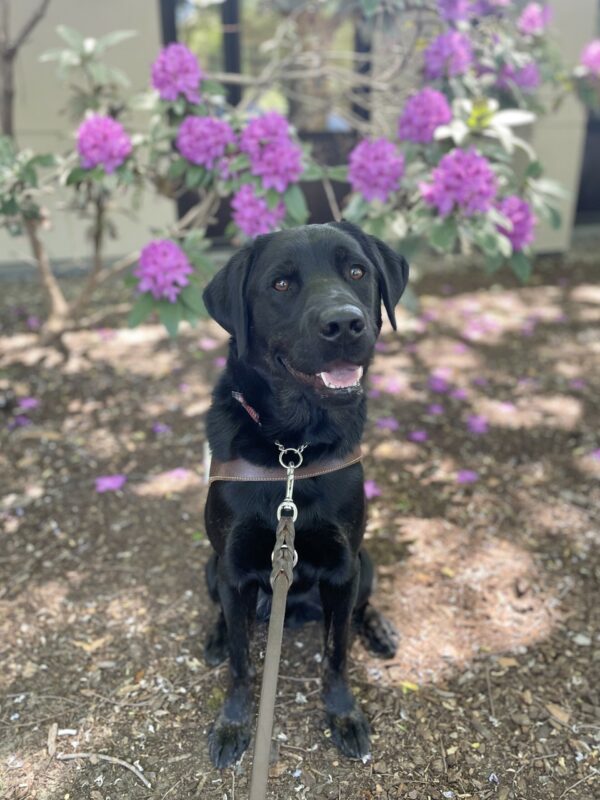 Joshua is pictured sitting on the CA campus with a tree with purple flowers blooming behind him. He is smiling at the camera with his head slightly tilted.