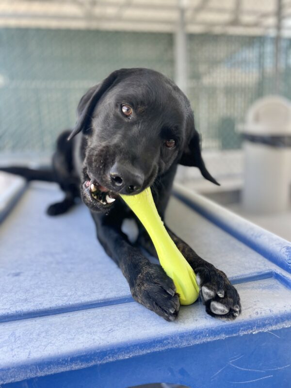 Joshua is laying down on a blue play structure in the Community Run. He is chewing a lime green Westpaw toy as he looks at the camera.