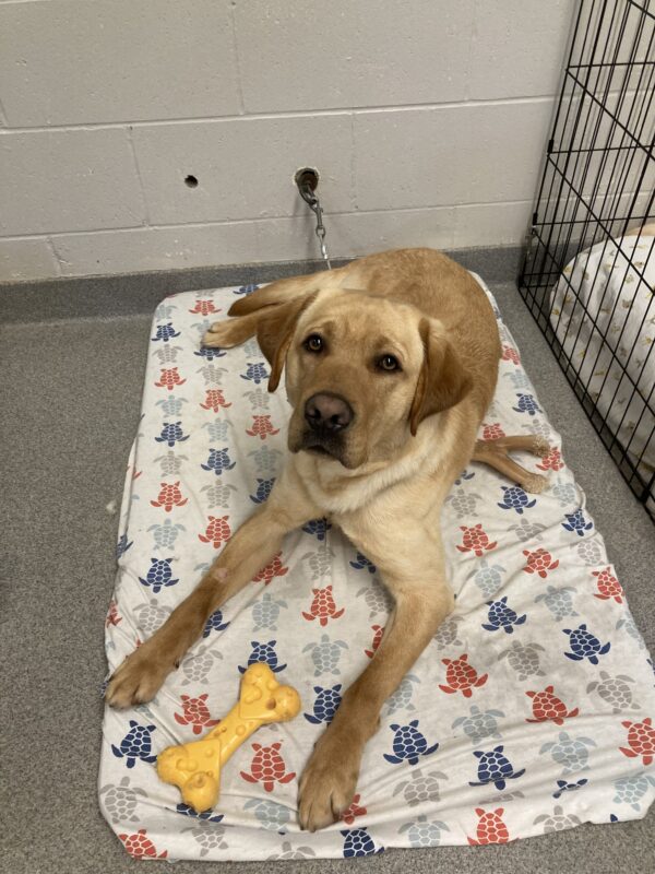 Julio lays on a cozy bed with a couple of bones around him. He's looking at the camera with his beautiful brown eyes.