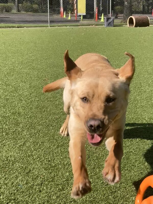 Julio in a grassy area running towards the camera. His front feet are up in the air, his mouth slightly open, and his ears are flying backwards.