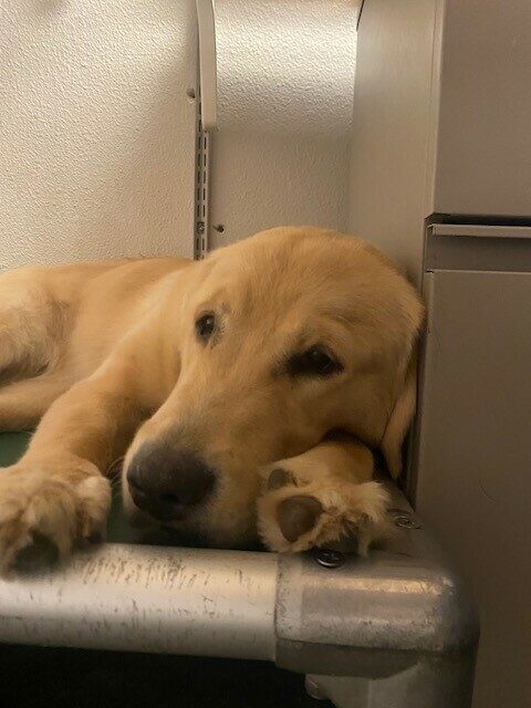 Kessa laying on a dog bed with her face between her paws.