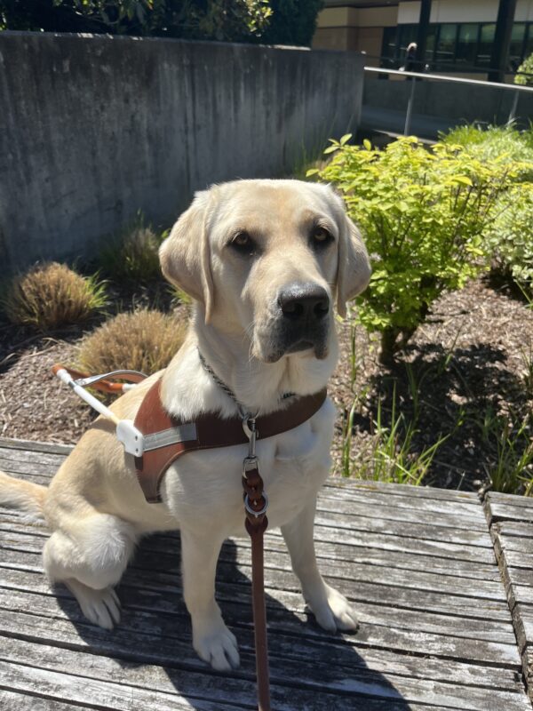 Kinley sits on a bench wearing her brown leather harness while looking up at the camera.