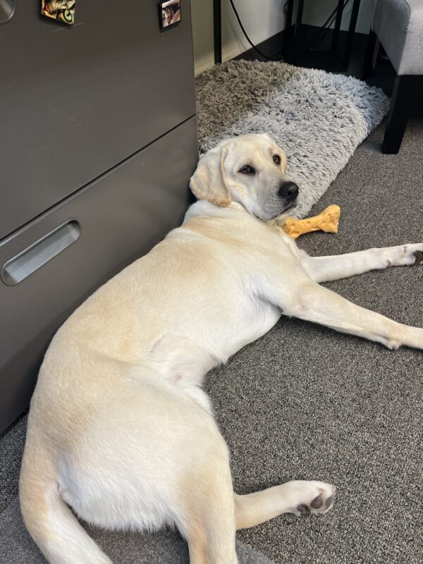 Kinley lounges in an office on campus. She is laying on the carpet next to a fluffy dog bed and a yellow Nylabone.