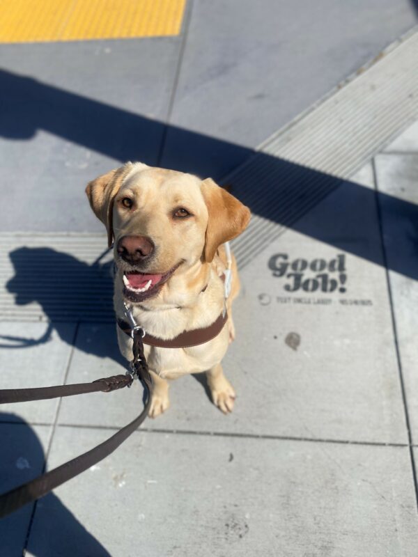 Kumi sits in harness facing the camera. Her mouth is open exposing her tongue and lower teeth. Her ears are perked, and her head is slightly tilted to the side. Beside her airbrushed on the sidewalk in black print it reads 
