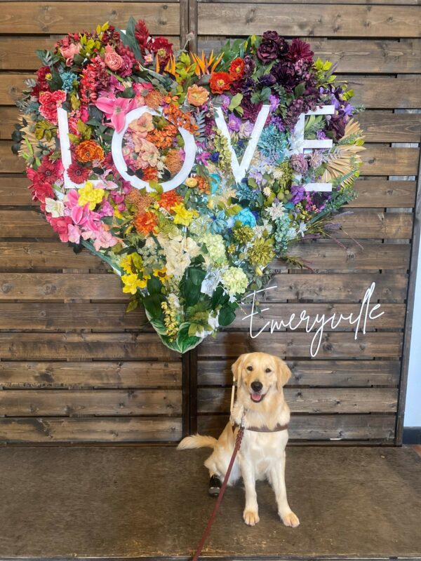 Laguna sits in harness facing the camera. She is wearing her signature smile and has boots on her hind feet. Behind her is a vibrant, heart shaped floral display which reads