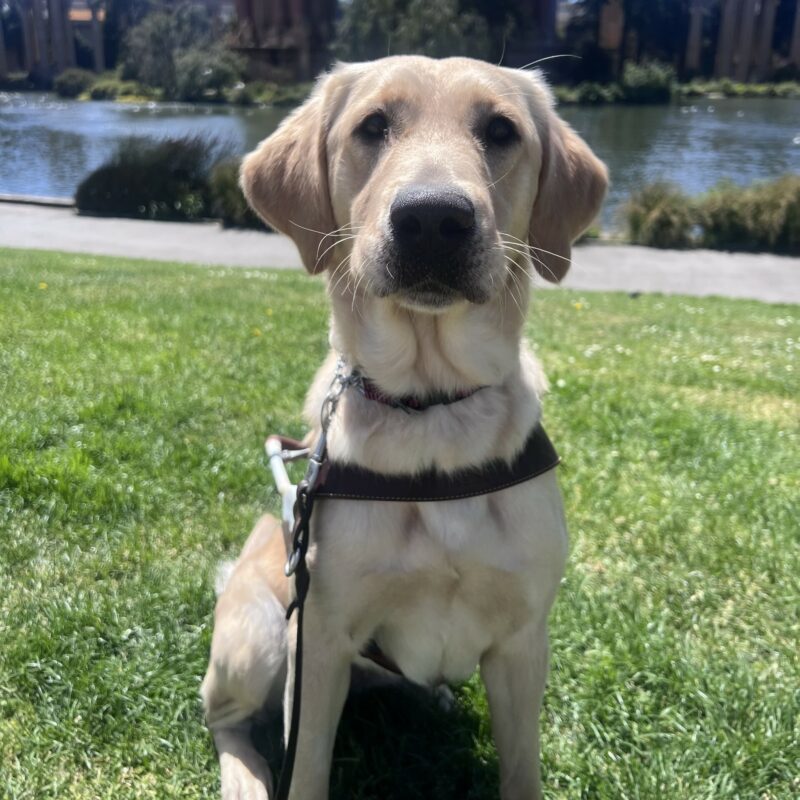 Larkin is wearing her harness and is sitting in front of the water at the Palace of Fine Arts in San Francisco. She is gazing at the camera with a focused expression on her face.