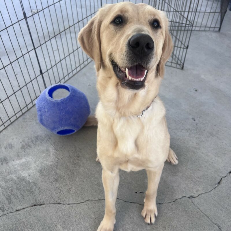Larkin is sitting in the play yard and is gazing up at the camera with her mouth open in a happy smile. There is a blue jolly ball sitting next to her.