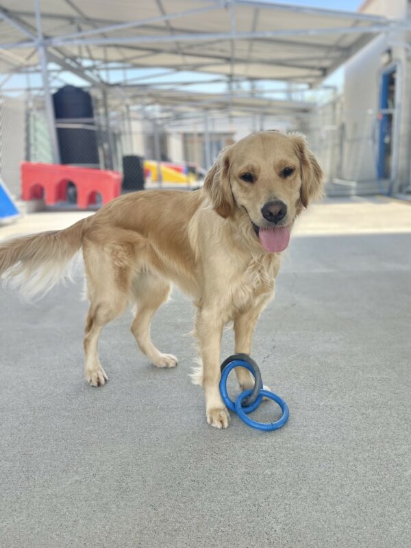Larry is standing in the community run with a 3-ring tug toy in between his front two paws. He is looking at the camera and smiling with his tongue out.
