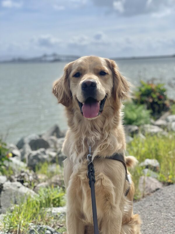 Larry is pictured sitting on a walking path, smiling with his tongue out. Large rocks and greenery are on the side of the path, and the ocean with the Richmond-San Rafael bridge is in the background.