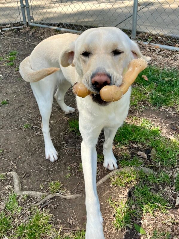 Laurie is captured while wiggling with a Nylabone in her mouth. She is off-leash in a grassy play area. Her eyes are squinty, her ears are back and her tail is curled indicative of a great time!