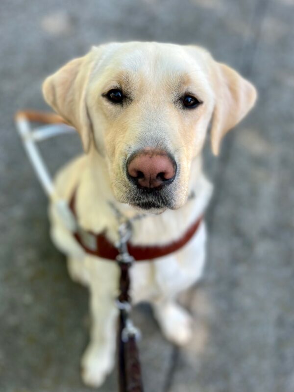 Laurie looks at the camera while sitting and wearing her guide dog harness. The photo is focused on her face, with the rest being slightly blurred.