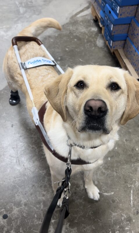 Leah looks up at the camera while standing up. She is wearing a harness and booties on her back feet. Her tail is mid-wag.