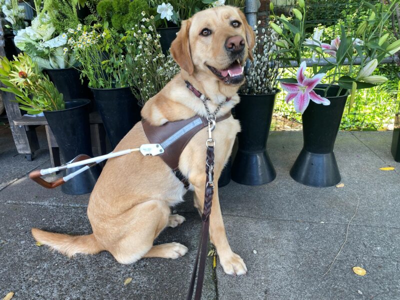 Lily sits in harness next to a flower stand. She is looking over smiling at the camera. There is a lily flower close to her face (in the background).