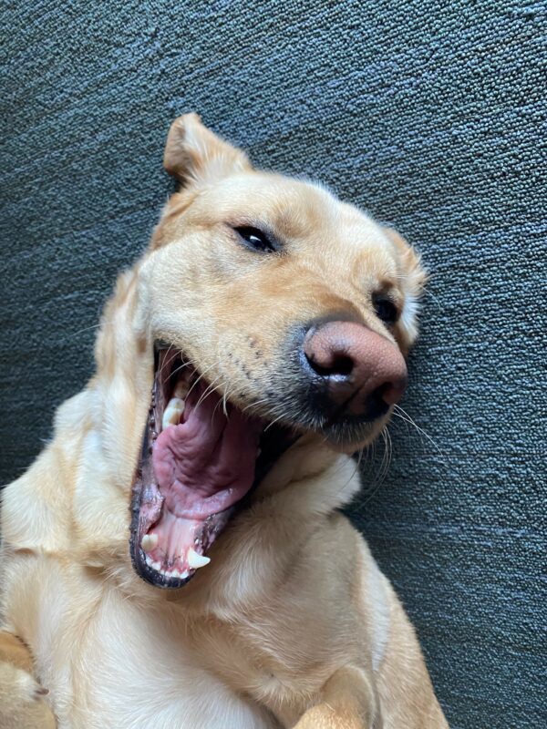 Lily is playing off leash in a room on the CA campus. She is lying on the carpet with her mouth open mid-play.
