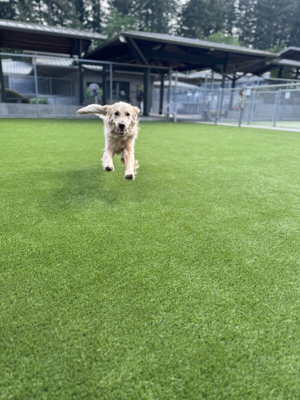 Lion, a male golden retriever, is zooming towards the camera in a fenced in free-run area.