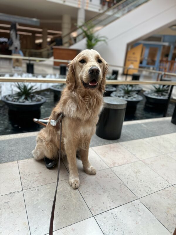 A male golden retriever named Lion sits in front of a water feature inside a mall. He is wearing his harness and hind booties.