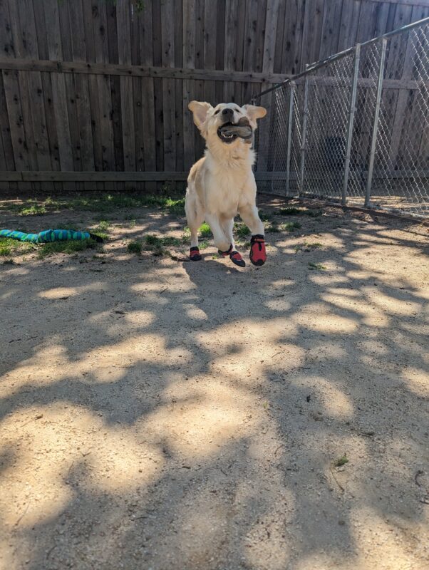 Major is in mid-stride as he runs towards the camera in a play area. He is holding a gray soft toy in his mouth and wearing four red booties on his feet. His front feet are in the air, along with both his ears.