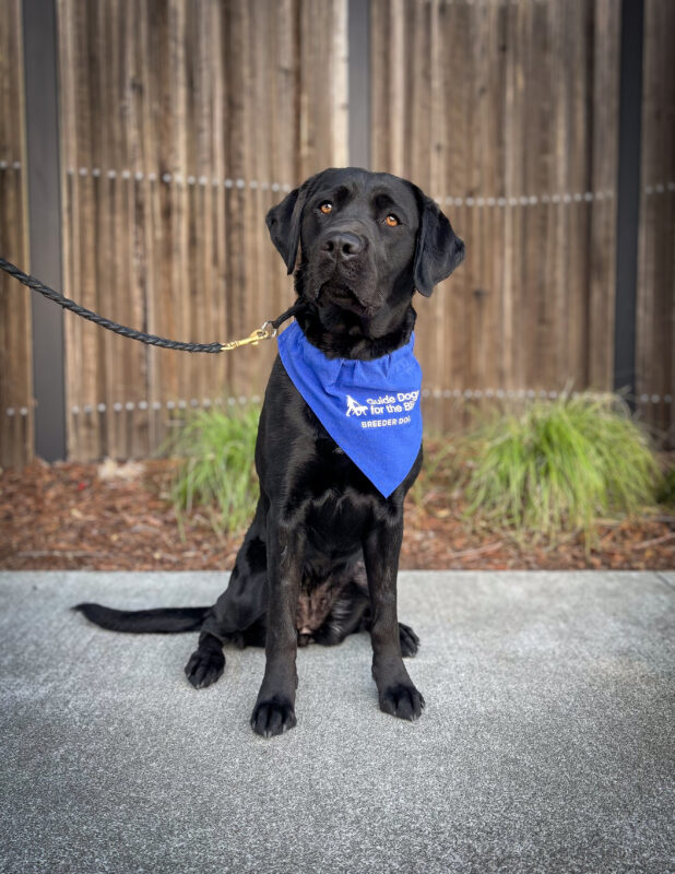 Mattie sits on a pathway in front of a wooden fence wearing her blue breeder scarf.