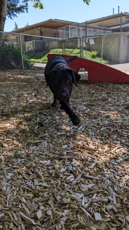 Captain runs across a bark chip filled, fenced in, free run area. Her head is low, looking at the camera and her front leg is crossed in front of her as she runs.