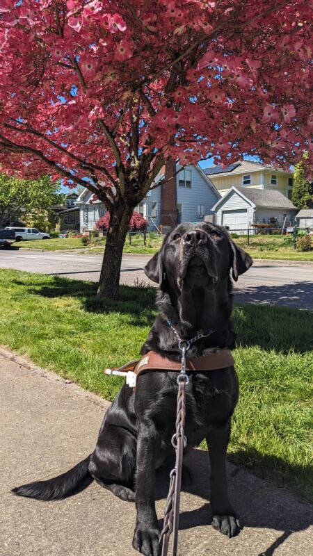 Captain, a black lab, sits in her harness on a neighborhood sidewalk. Behind her is a tree with blooming pink flowers.