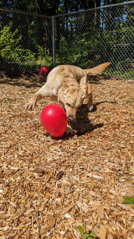 Eldon pounces on a red jolly ball in a bark chip filled, fenced in, free run area. His mouth is open as he tries to catch the ball, and his legs, ears and tail seem to all be going in different directions.