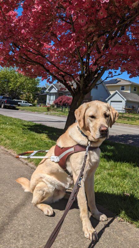 Eldon, a yellow lab, sits in his harness on a neighborhood sidewalk looking at the camera. Behind him is a tree with blooming pink flowers.