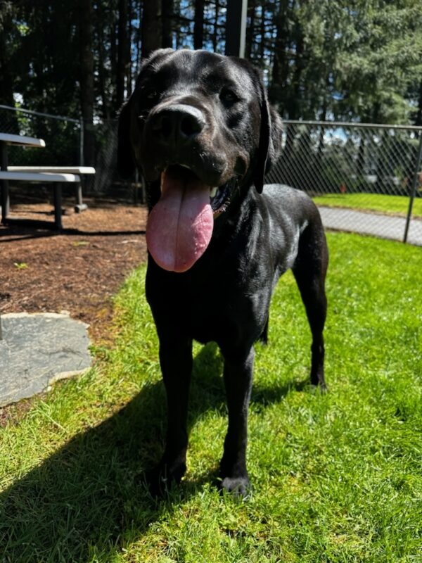 Roscoe stands in the middle of a fenced in, sunny, free running area. He is standing on grass and bark dust can also be seen beside and behind him. He is looking directly at the camera and his tongue is hanging out.