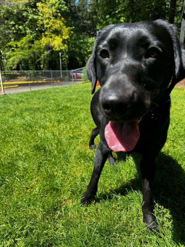 Wispy stands in a grassy, fenced in, free run area. She is looking at the camera with her tongue handing out.