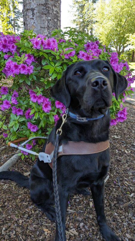 Wispy, a black labrador, sits in her harness on bark dust in front of a bush with blooming purple flowers.