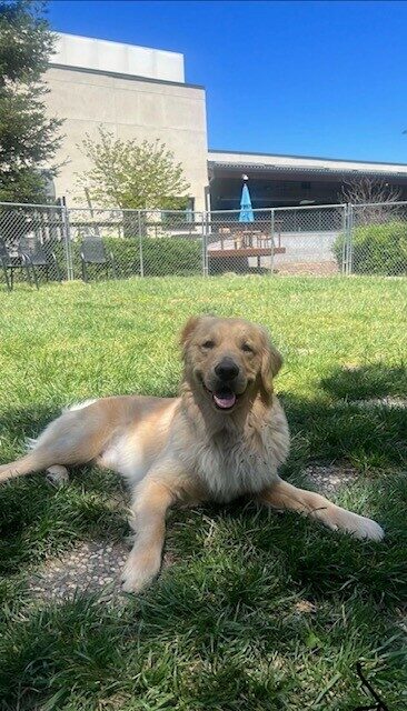 After a romp, Mosey is laying in the grass looking at the camera.  His right ear is flipped up and his mouth is slightly open.
