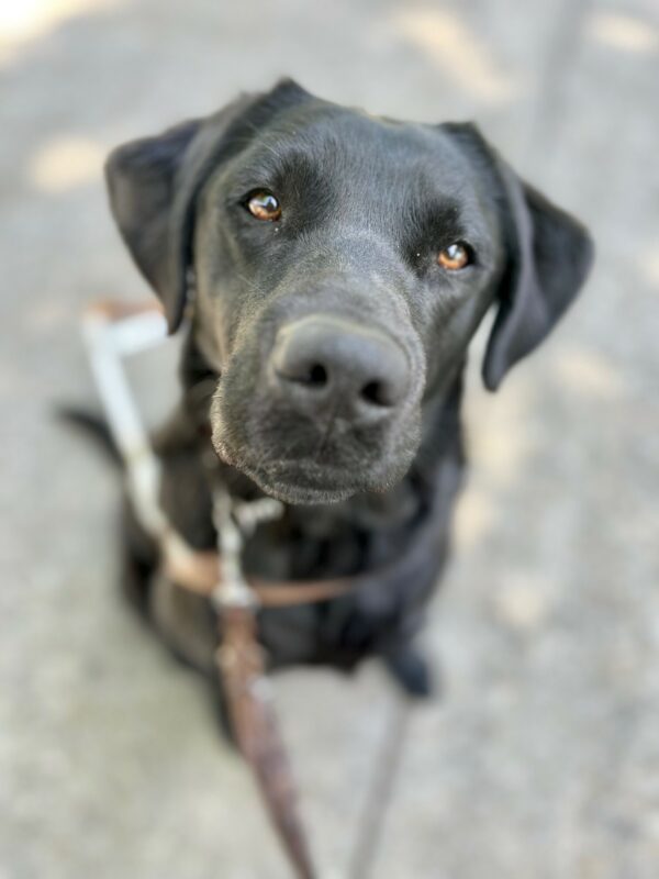 Photo is taken from above. Natalia looks up at the camera while sitting and wearing her guide dog harness. The photo is focused on her face with the rest slightly blurred.