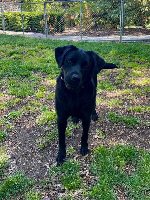 Natalia is pictured off-leash in a grassy play yard. She is facing the camera with her head slightly tilted in a playful manner.