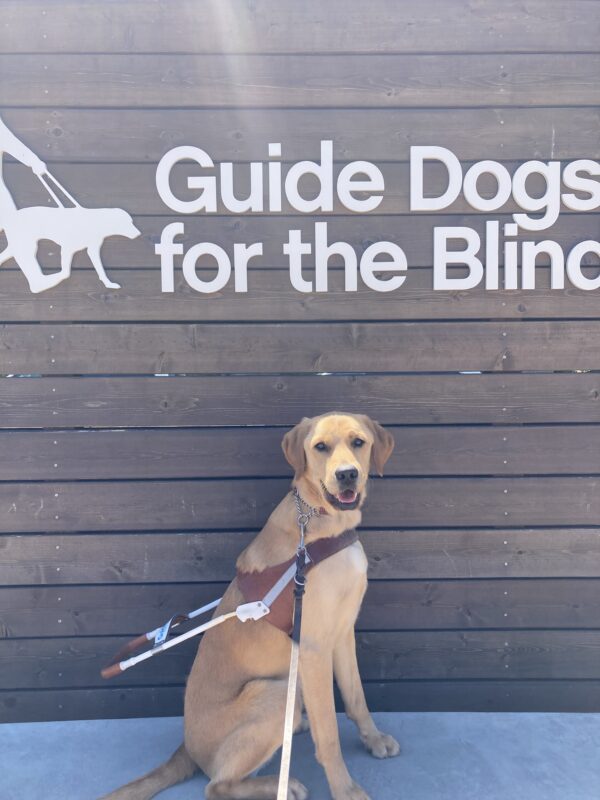 Navi sits facing the camera in harness. Behind him is a wooden sign with “Guide Dogs for the Blind” written in large white lettering.